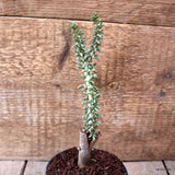D7361 CERARIA NAMAQUENSIS GRAFT. pot10-H20-W5 cm MaMa Cactus Green Plant