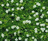 IRISH MOSS PEARLWORT Sagina Subulata - 1,000 Bulk Seeds Garden Plants