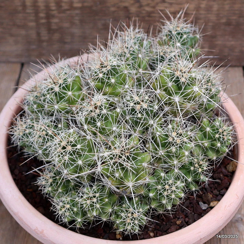 Coryphanta cactus plant in a round pink pot, spiny green stems with white needles