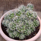 A2730 CORYPHANTHA MACROMERIS pot20-H10-W19 cm MaMa Cactus Green Plant