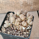D5544 LITHOPS MARMORATA FRAMESII pot10-H6-W11 cm MaMa Cactus Green Plant