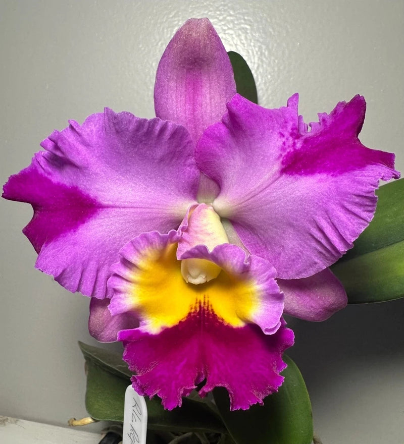 Purple potted orchid with ruffled petals and yellow throat center