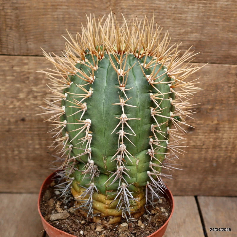 D3858 GYMNOCALYCIUM EURYPLEURUM 20 YEARS OLD pot16-H21-W14 cm MaMa Cactus Green Plant