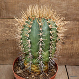 D3858 GYMNOCALYCIUM EURYPLEURUM 20 YEARS OLD pot16-H21-W14 cm MaMa Cactus Green Plant