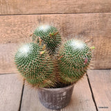 D5889 MAMMILLARIA SPINOSISSIMA UNPICO pot14-H17-W22 cm MaMa Cactus Green Plant