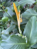 5 FRESH Hawaii Orange Canna Lily Bulbs Rhizomes Tropical Flowering Landscape Lily