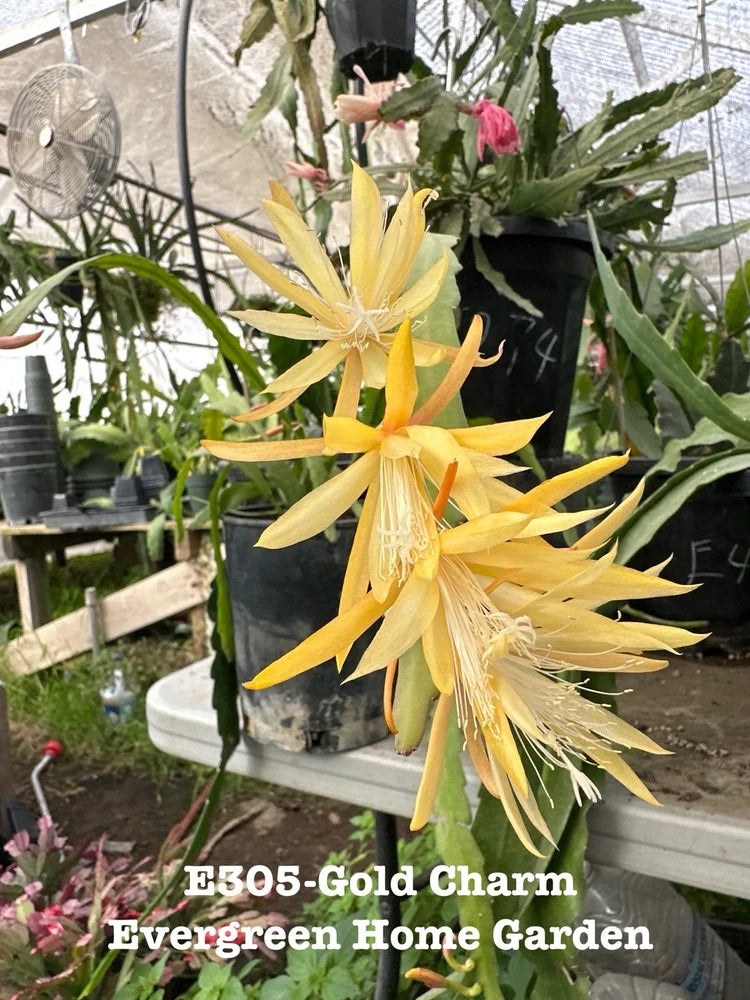 Gold charm epiphyllum orchid cactus with yellow blooms in 4 in starter pot