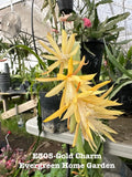Rooted Epiphyllum Orchid Cactus ÒGold CharmÓ Growing In 4Ó Starter Pot. Orchids