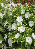 25+ WHITE FOUR O'CLOCK SEEDS FRESH FOR YOUR FLOWER GARDENS Garden Plants