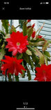 3 epiphyllum orchid cactus unrooted cuttings, red color flower USA Seller Orchids