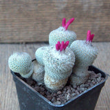 D6819 EPITHELANTHA MICROMERIS MONSTER pot7-H7-W8 cm MaMa Cactus Green Plant