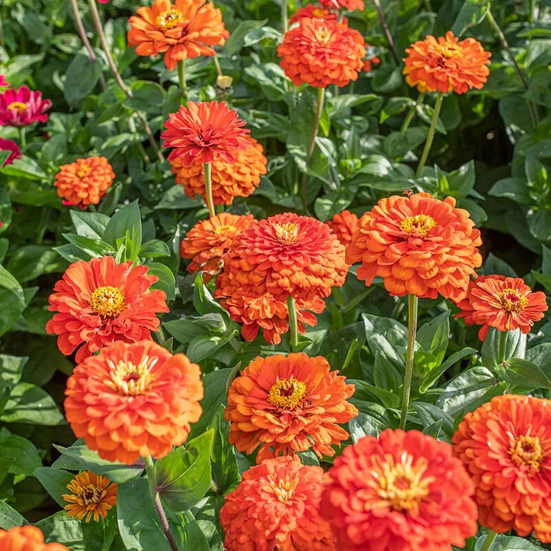 750+ ORANGE KING ZINNIA COLORFUL FRESH HARVEST FOR GARDENS Garden Plants