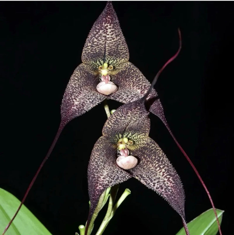 Speckled dark purple orchid blooms with pink heart centers and green buds