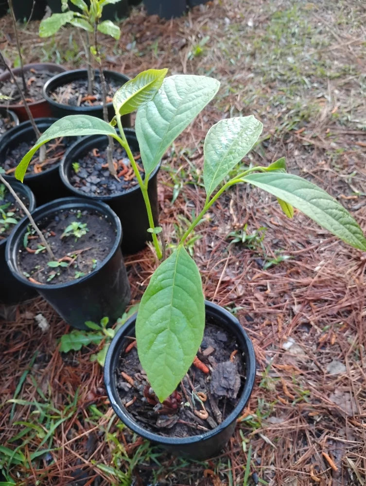 Pawpaw tree sapling with green leaves in a black nursery pot
