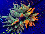 Nexus Burst Bubble tip anemone 2Ó Anemone