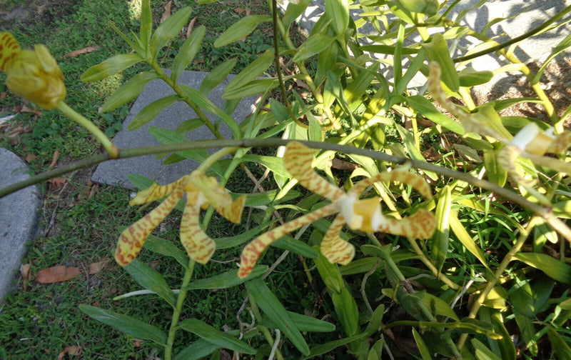 Orchid plant with long green leaves and yellow ribbon-like foliage with orange speckles