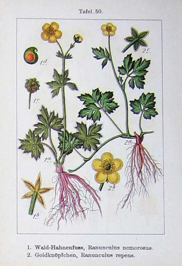 Old Antique Print Flowers Sturms 1901 Ranunculus Nemorosus Repens Colour 20th Ranunculus