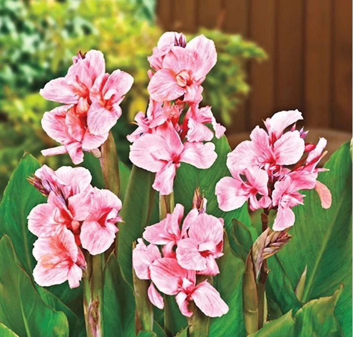 Pink canna lily flowers with striped petals and broad green leaves