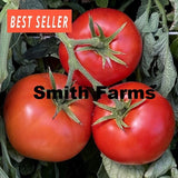 50+ Seeds Extreme Bush Tomato Juicy Easy to Grow Vegetable Garden Planting Garden Plants