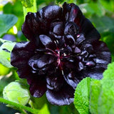 Hollyhock Black 30+ Seeds for Planting Non-Gmo Flower Garden Garden Plants