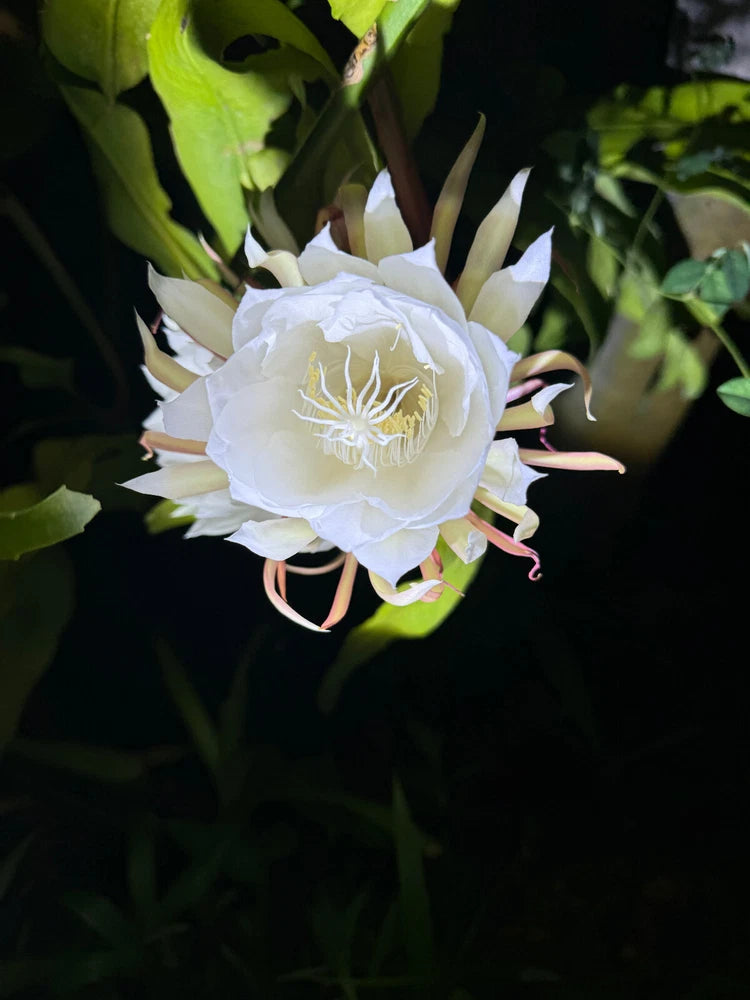 White Epiphyllum orchid flower with buds and green leaves