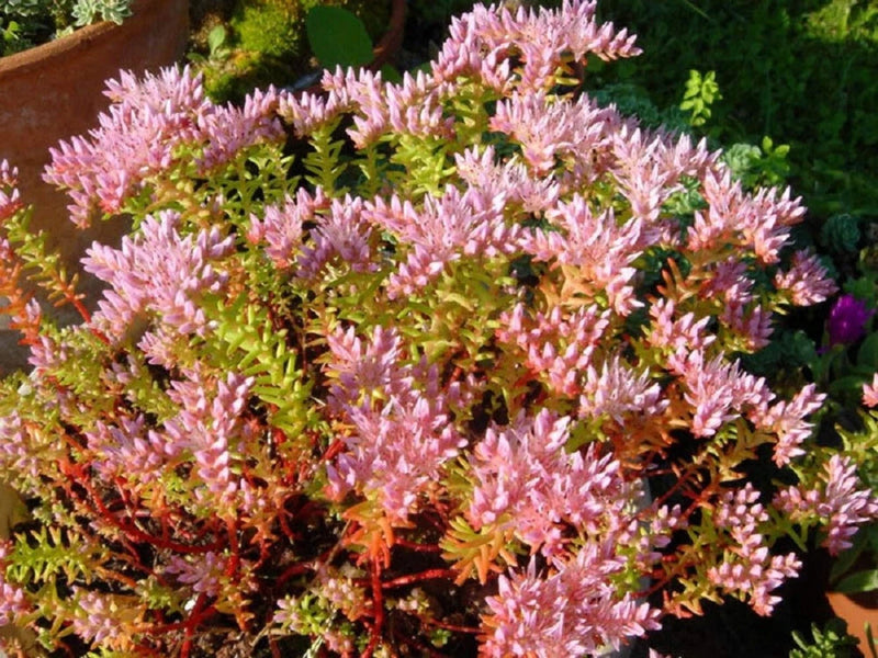 50 SEASTAR / WIDOWS Cross SEDUM Sea Star Stonecrop Sedum Pulchellum Flower Seeds Garden Plants