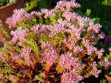 50 SEASTAR / WIDOWS Cross SEDUM Sea Star Stonecrop Sedum Pulchellum Flower Seeds Garden Plants