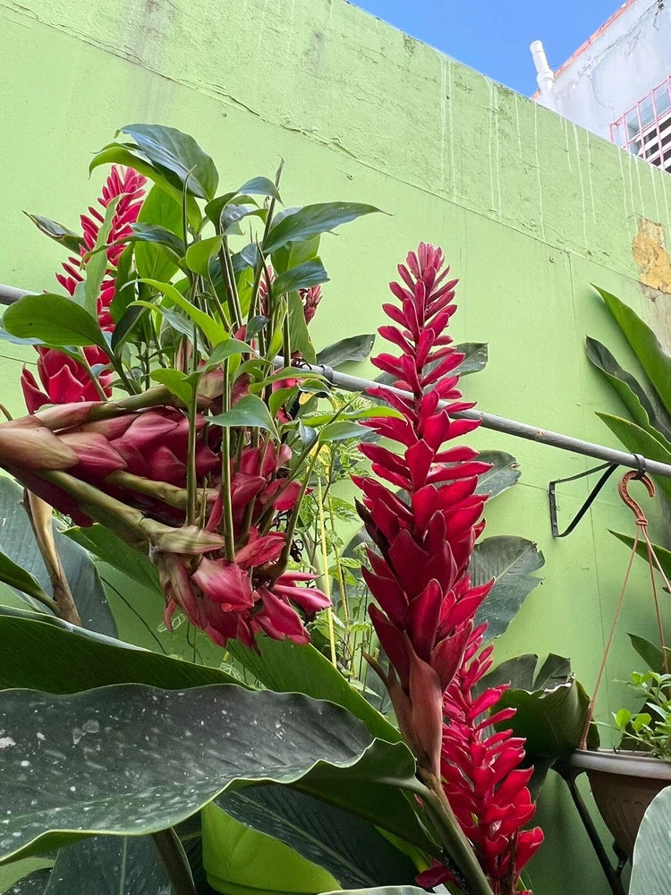 Red ginger plant with red cone flowers and broad green leaves
