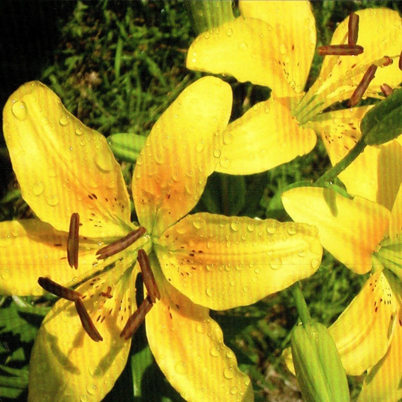 Wild Lily Flowers 2006 Postcard Yellow Lilies Botanical Lilium Enthusiast Gift Lily