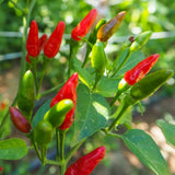 50+ Birdseye Pepper Seeds | Fresh Non-GMO Garden Seeds Garden Plants