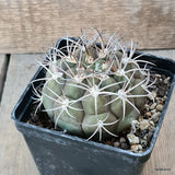D5693 GYMNOCALYCIUM PFLANSII pot10-H5-W8 cm MaMa Cactus Green Plant