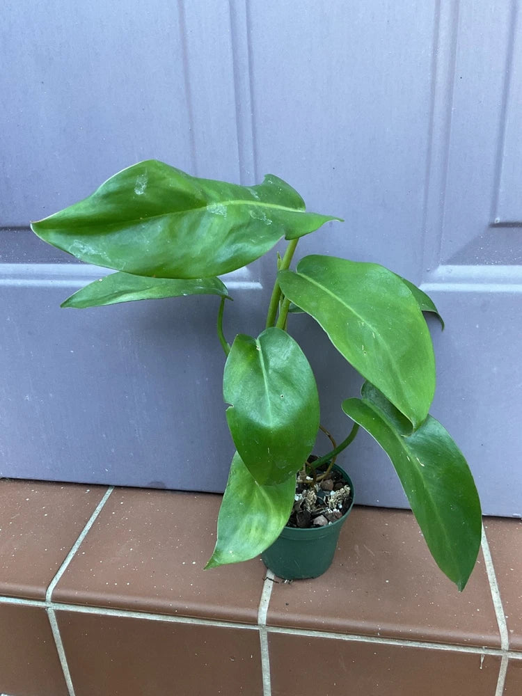 Philodendron 'Jerry Horne' houseplant with glossy green leaves in small pot
