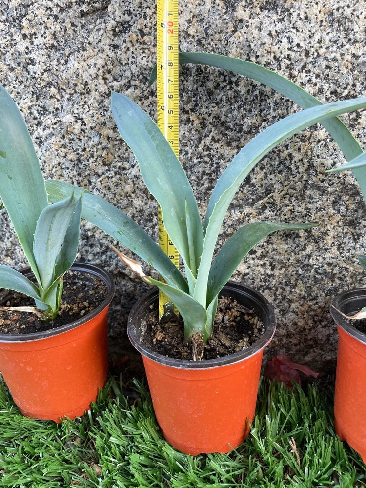 7" 8" Blue Agave Plant Planter (A Tequilana) Indoor/Outdoor Succulent Home Decor Green Plant