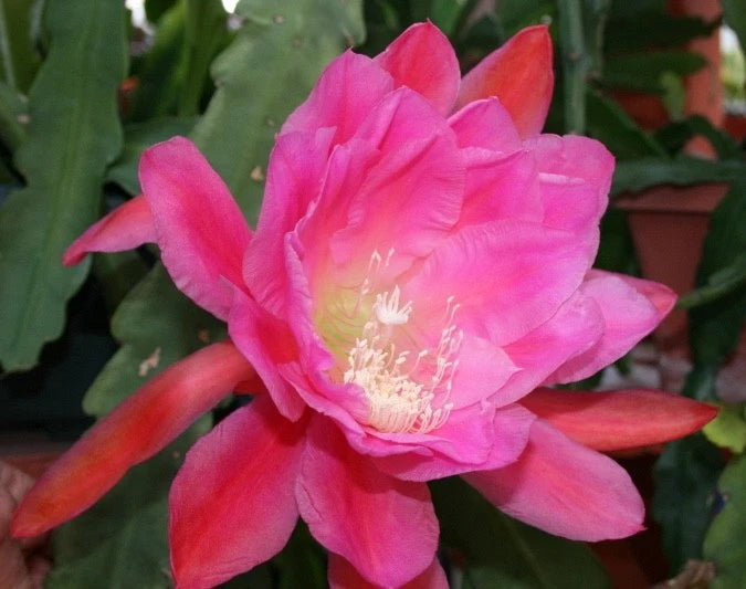Orchid cactus blossom in misty rose pink with layered petals and pale center stamens