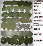 54 PCS Pressed Dry Leaves Art Craft Herbarium Ginkgo Ivy Oak Rose Dried Flower
