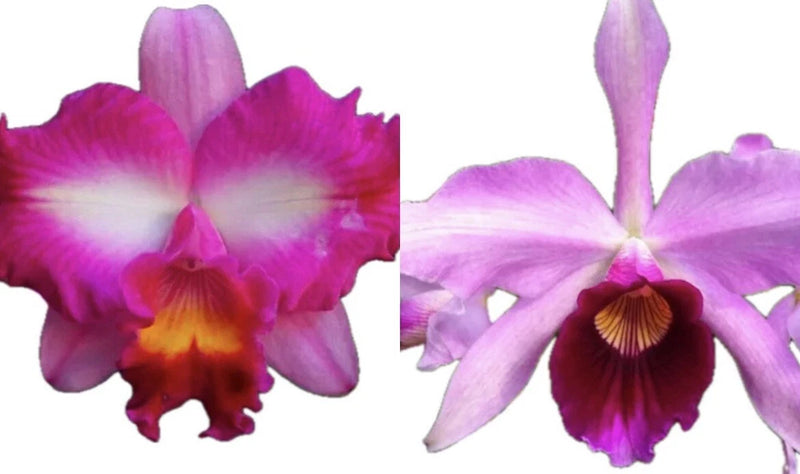 Purple and magenta Cattleya orchid flowers with yellow and burgundy centers