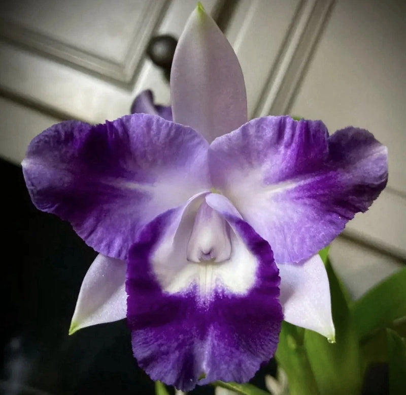 Purple orchid flower with white center markings and three-lobed lip