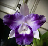 Lc. Cariad's Mini Quinee 'Angel Kiss' HCC/AOS 4Ó Pot Orchids