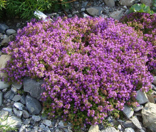 CREEPING THYME Thymus Serpyllum - 10,000 Bulk Seeds Garden Plants
