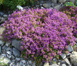 CREEPING THYME Thymus Serpyllum - 10,000 Bulk Seeds Garden Plants