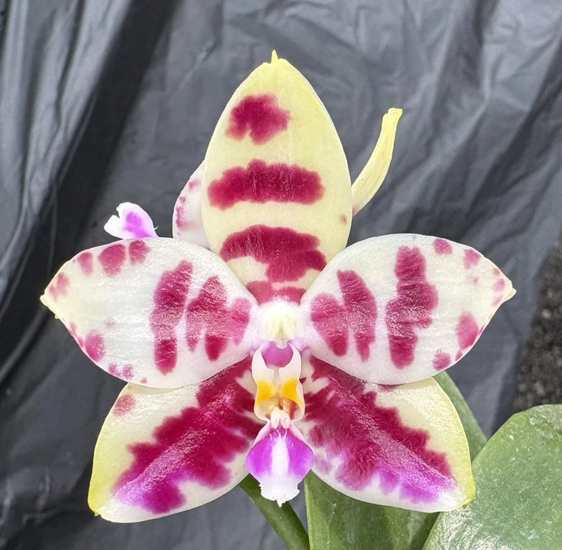 White orchid with fuchsia zebra spots, five broad petals and yellow center