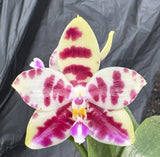 Phalaenopsis KS Super Zebra ÒPyloÓ AM/AOS - 6Ó Pot Large Leaves Orchids