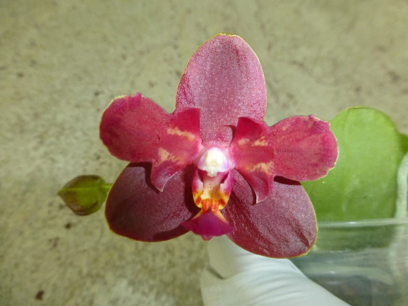 Phalaenopsis orchid flower with magenta petals and yellow center in small white pot
