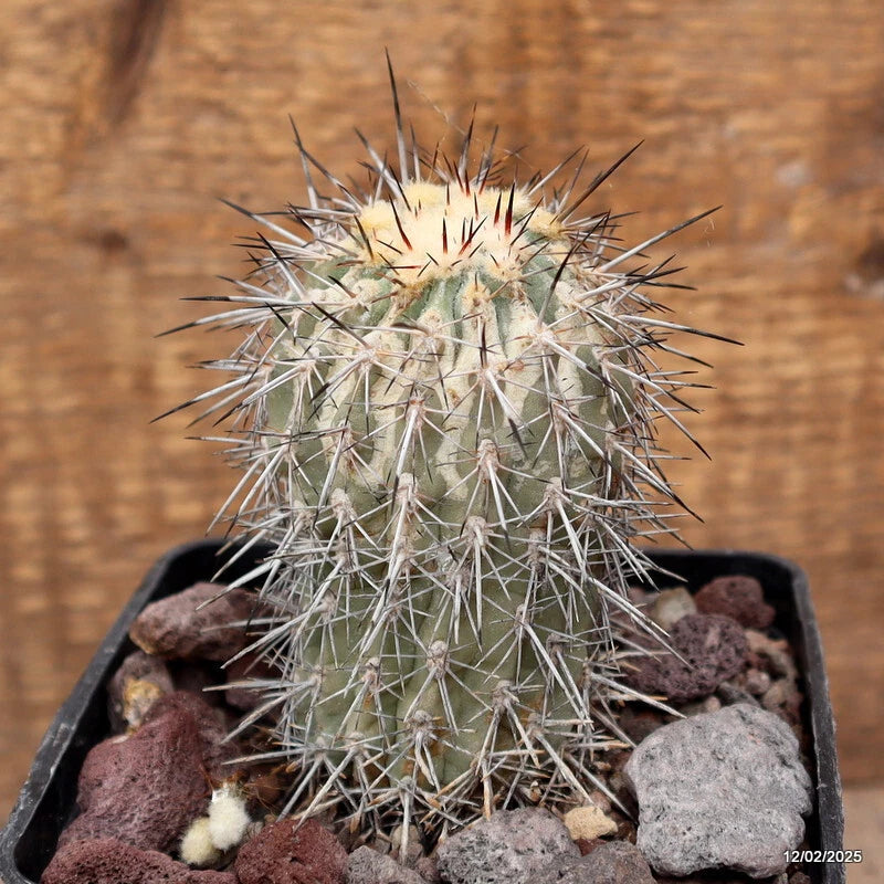 D3727 ISLAYA COPIAPOIDES pot10-H10-W6 cm MaMa cactus Green Plant