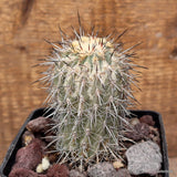 D3727 ISLAYA COPIAPOIDES pot10-H10-W6 cm MaMa cactus Green Plant