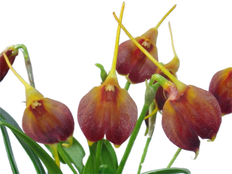 Masdevallia amplexa Cool To Intermediate Orchid Species Yellow Red 2Ó Pot Orchids
