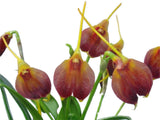 Masdevallia amplexa Cool To Intermediate Orchid Species Yellow Red 2Ó Pot Orchids