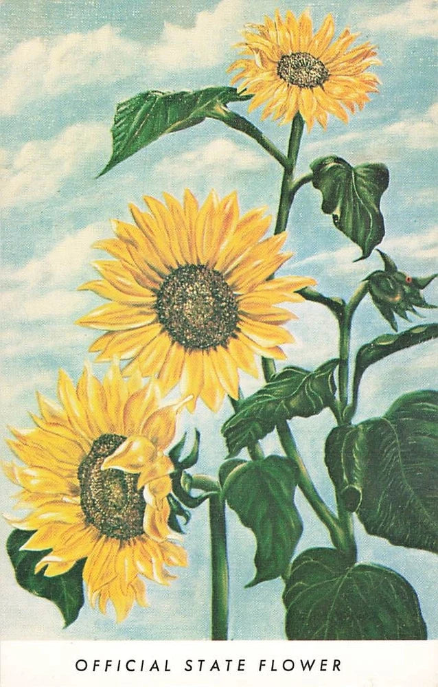 Vintage sunflower postcard with three yellow blooms, green leaves, and “OFFICIAL STATE FLOWER” text