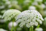 200 BISHOPS FLOWER Ammi Majus False Queen Annes Lace Seeds *Comb S/H Flowering Plants