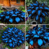 Hosta Seeds for Planting, 290+pcs Perennial Rare Hosta Flower Seeds, Non-GMO Hei Lily